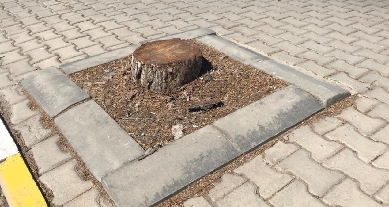 yarim asirlik agaclar kesildi topu birbirlerine attilar z9bvO4sB