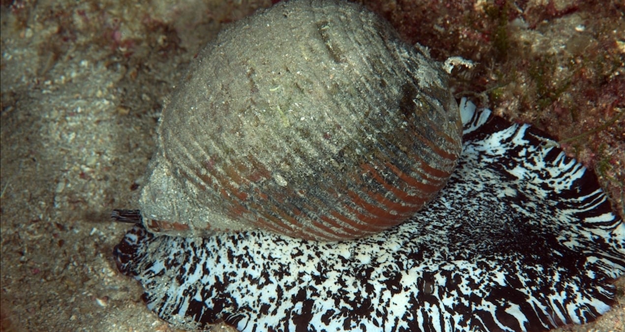 9 ulkeye binlerce ton satildi milyonlarca dolar kar sagladi KT3JurNA.jpg