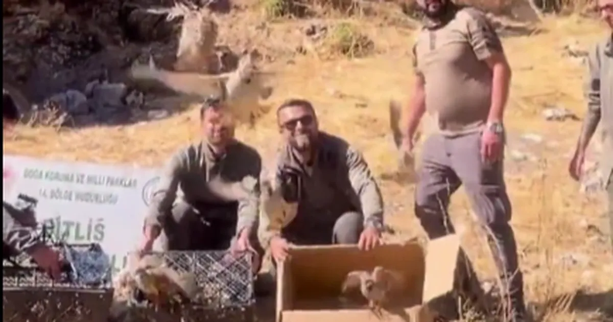 bitliste keklik ticaretine darbe 90 kinali keklik dogaya salindi 5UZWn1Hg