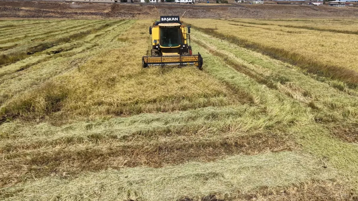 diyarbakirda organik pirinc uretimi pWnmdZFq