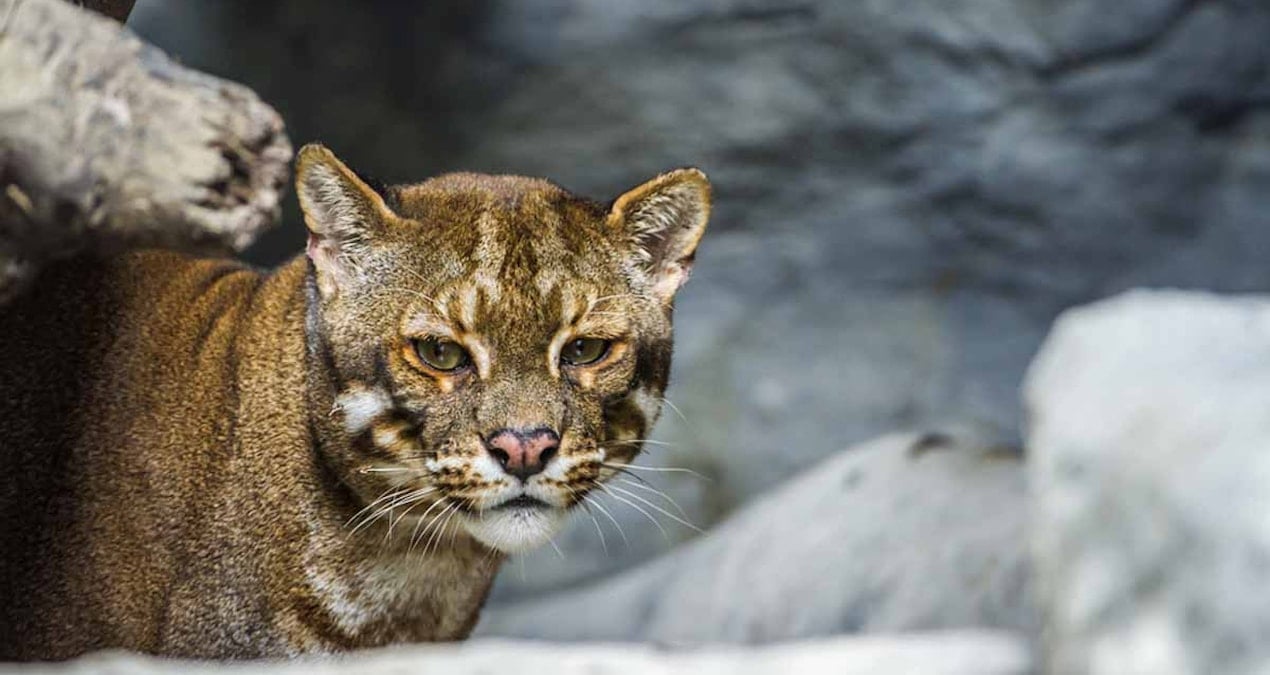 Dünya üzerinde tek… Avını yemeden önce tüylerini titizlikle yolup mideye indiriyor: Adeta bir gurme