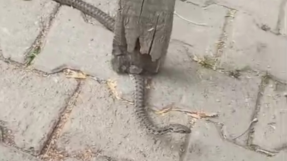 hakkaride mahalleliye korku yasatan yilan 3 gunluk nobet sonrasi yakalandi 6nqaMvfG.jpg