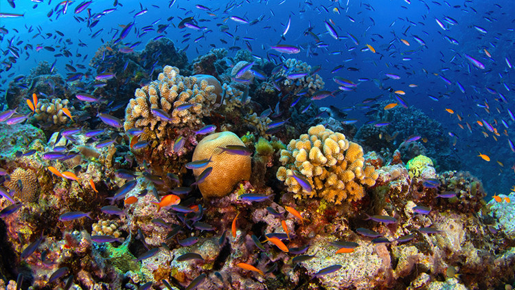 kuresel isinma mercan resifleri artik yasam desteklemiyor gJ7UHbkk.jpg