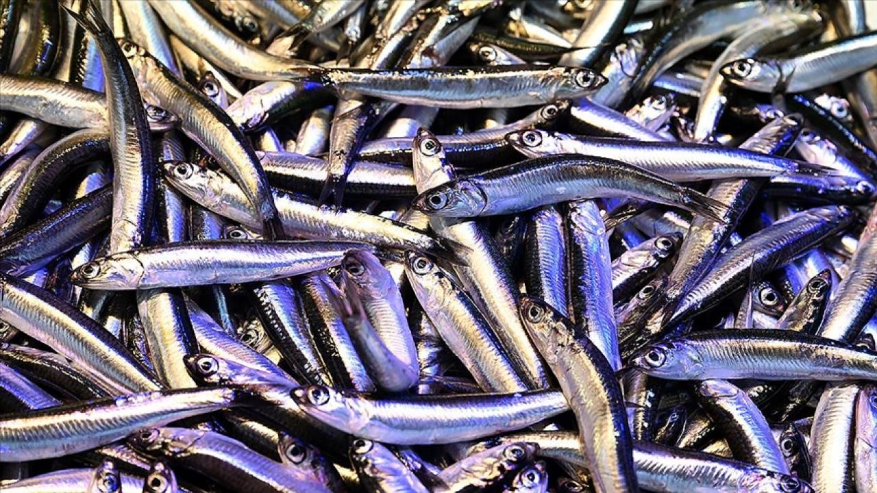 Trabzon’da hamsinin kilogramı 200 liradan satılıyor