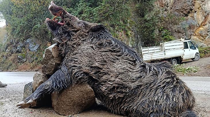 Dev avlandı! 7 avcı peşindeydi, Trabzon’da öldürüldü