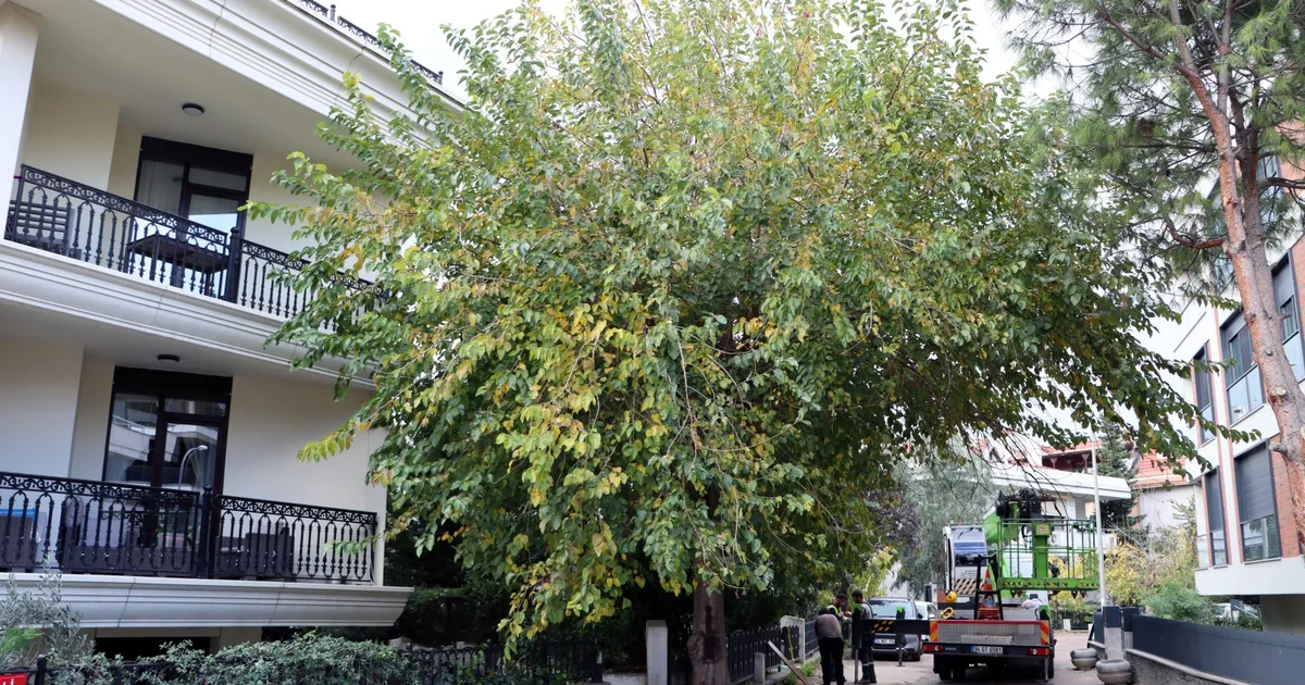 İstanbul Maltepe’de budama çalışmaları başladı