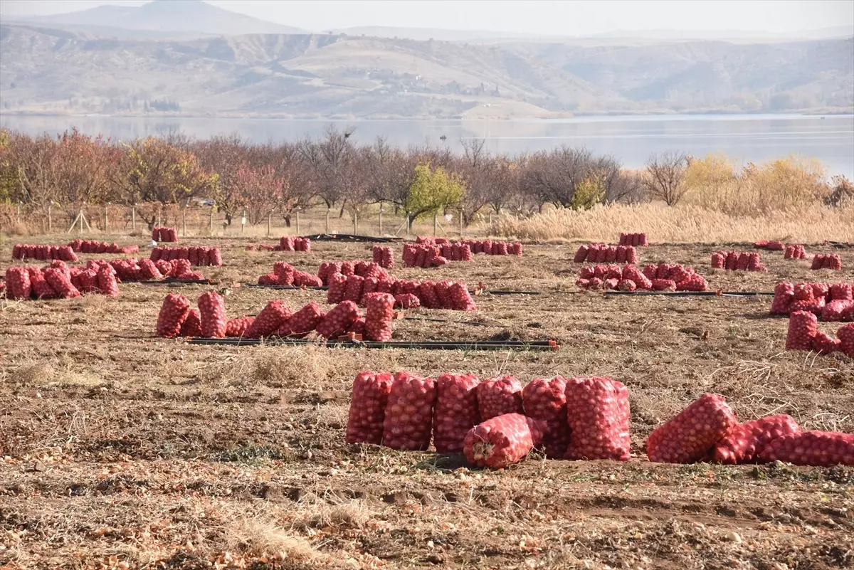 Karaahmetli’de Soğan Hasadı Başarıyla Tamamlandı