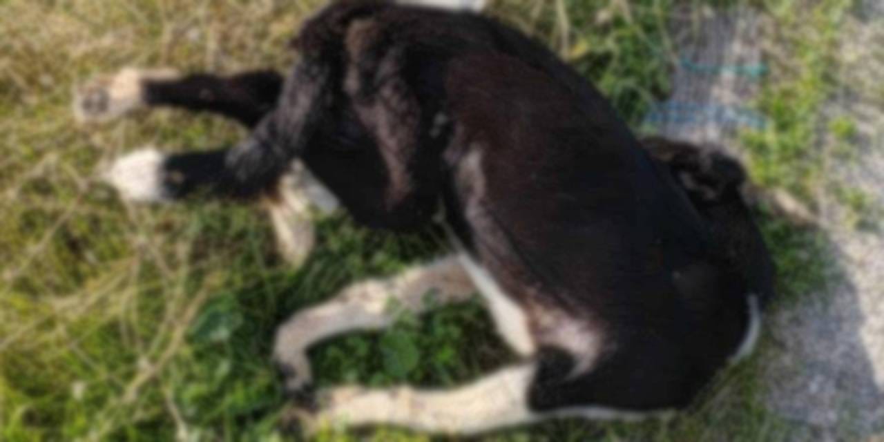 Yol kenarında çok sayıda ölü köpek bulundu!