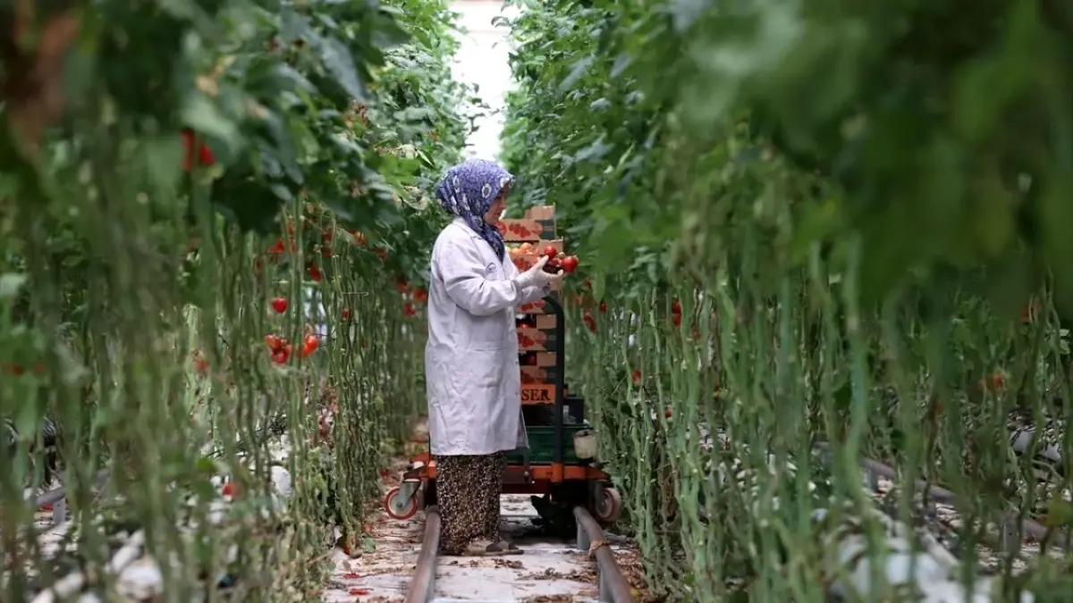Jeotermal Enerjide Yatırımlar Artıyor