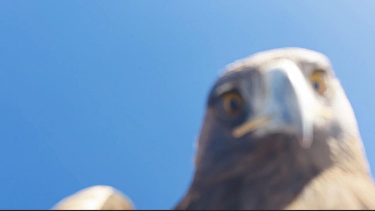 Kartal aldı zirveye bıraktı! Dağcılar 6 saatte tırmanabildi