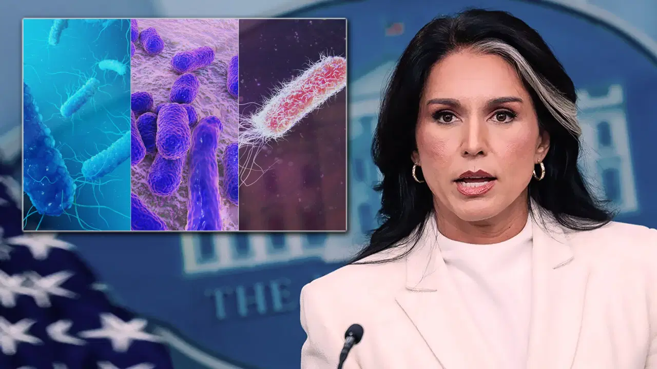 ABD İstihbarat Başkanı Gabbard’dan dikkat çeken iddia: ABD’nin desteklediği biyolojik laboratuvar ağına ait belgeler yayımlandı